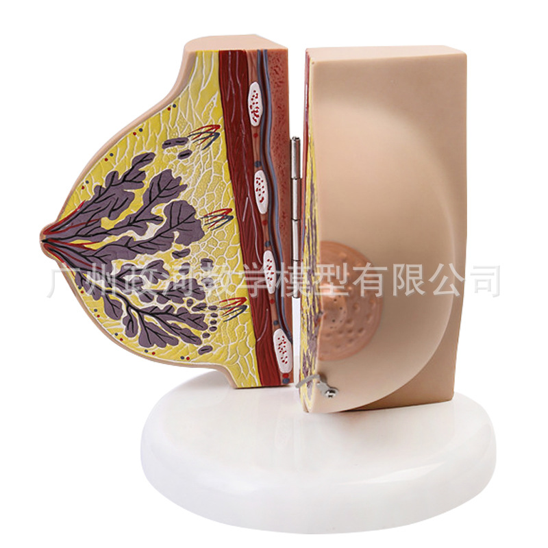 Electronics Repair School - Human Female Quiescent Breast Anatomy Model
