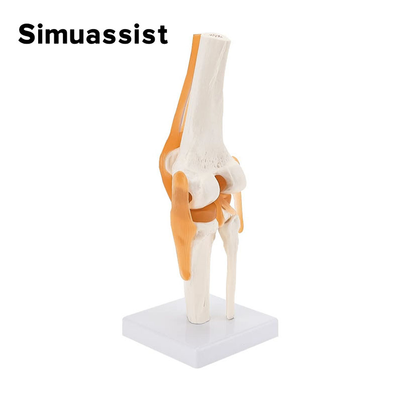 Electronics Repair School - 1:1 Flexible Knee Joint Model with