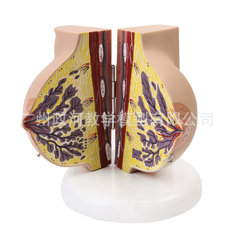 Human Female Quiescent Breast  - Electronics Repair School ulasan dan harga