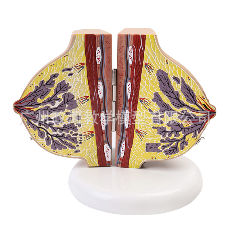 Human Female Quiescent Breast  - Electronics Repair School ulasan dan harga