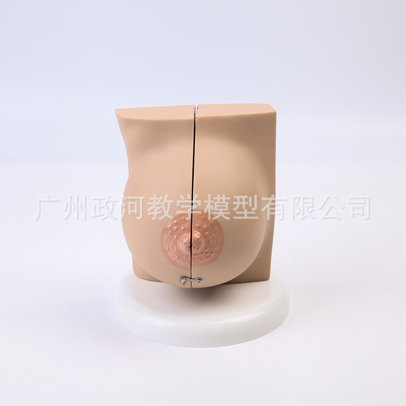 Human Female Quiescent Breast  - Electronics Repair School ulasan dan harga