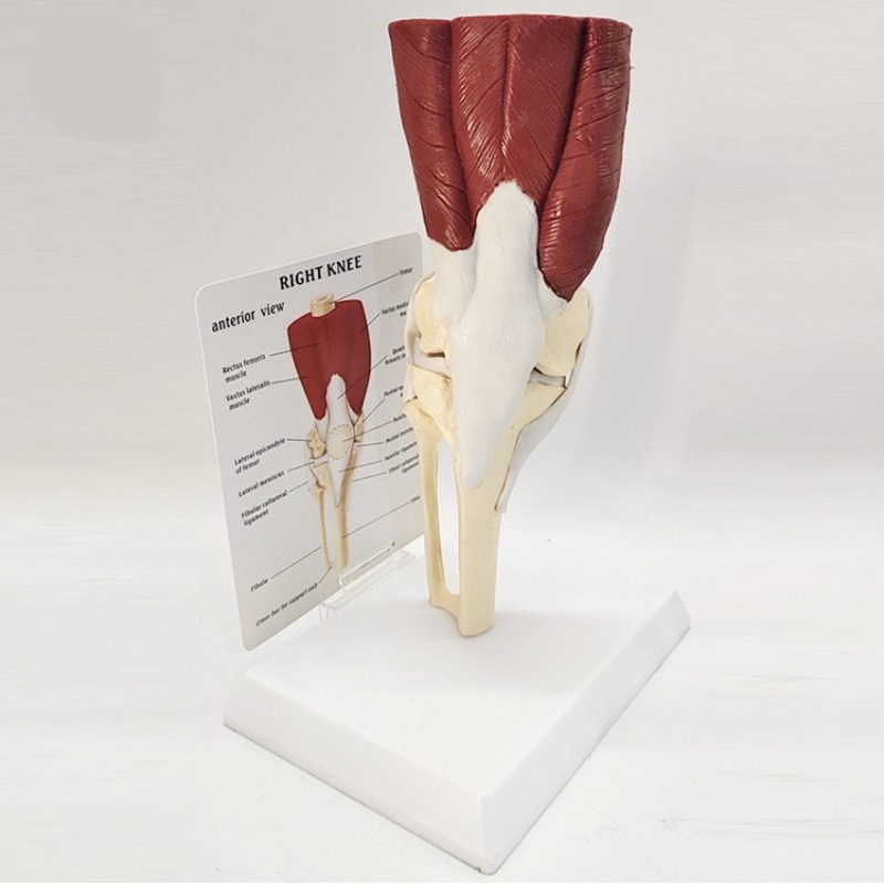 Human Anatomy Skeleton Life Si - Electronics Repair School ulasan dan harga