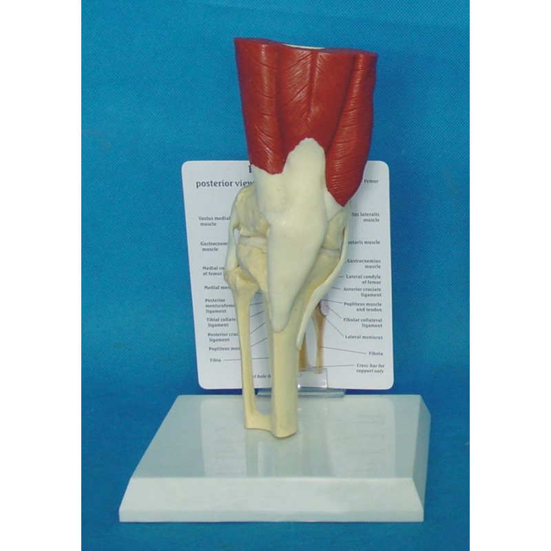 Human Anatomy Skeleton Life Si - Electronics Repair School ulasan dan harga