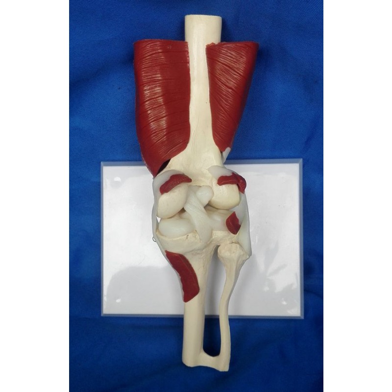 Human Anatomy Skeleton Life Si - Electronics Repair School ulasan dan harga