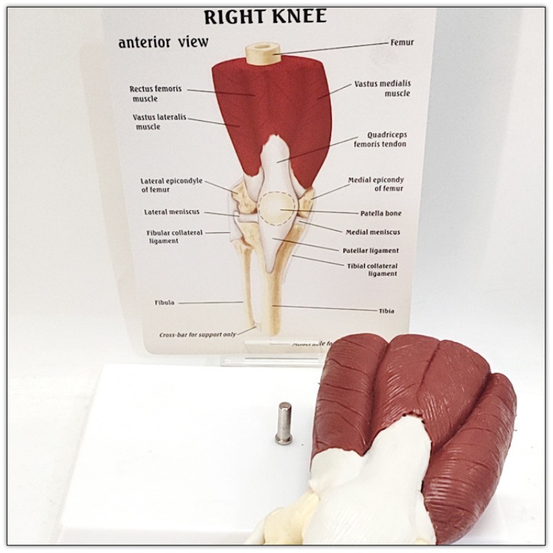 Human Anatomy Skeleton Life Si - Electronics Repair School ulasan dan harga
