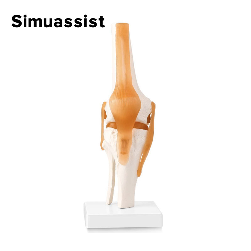 1:1 Flexible Knee Joint Model  - Electronics Repair School ulasan dan harga