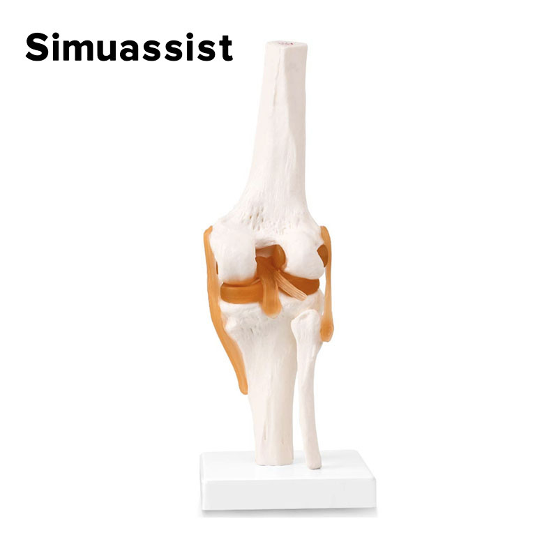 1:1 Flexible Knee Joint Model  - Electronics Repair School ulasan dan harga
