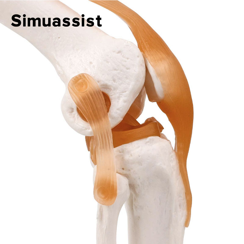 1:1 Flexible Knee Joint Model  - Electronics Repair School ulasan dan harga